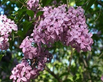 Early Lilac Tree Seeds, Syringa oblata - 25 Seeds