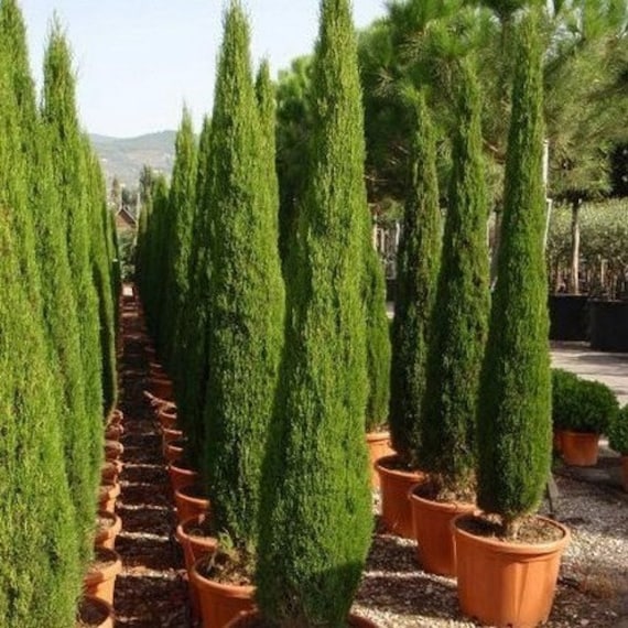 Italian Cypress Tree Seeds Cupressus sempervirens 25Seeds Italian Cypress Tree Seeds Cupressus sempervirens 25Seeds