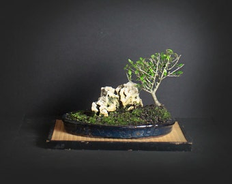 Schilling holly bonsai tree, Evergreen collection from LiveBonsaiTree