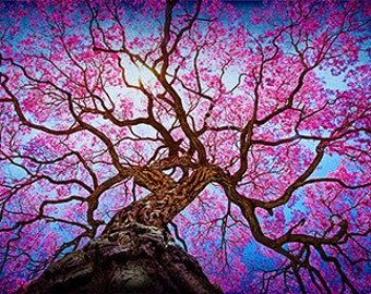 cherry blossom canvas art