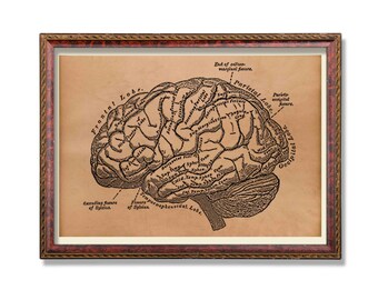 Antique brain print Anatomy decor Anatomical art