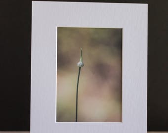 Fine Art Macro 5x7 Matted Print - Sprouting