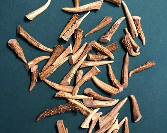 50 ct 2-4" Hand Sorted Deer Antler Brow Tines a grade