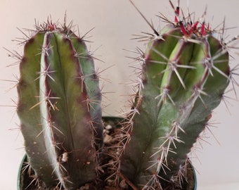2 Polaskia Chichipe Cactus (4.0"pot)