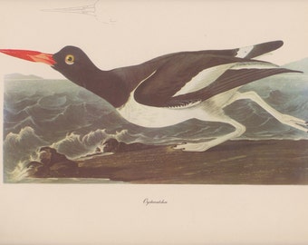 Vintage 1950's Audubon Print, Oystercatcher , Commentary by Roger Tory Peterson, Ornithology, Rustic Decor, Suitable for Framing