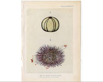 1907 SEA URCHIN the sea shore original antique sea life ocean print