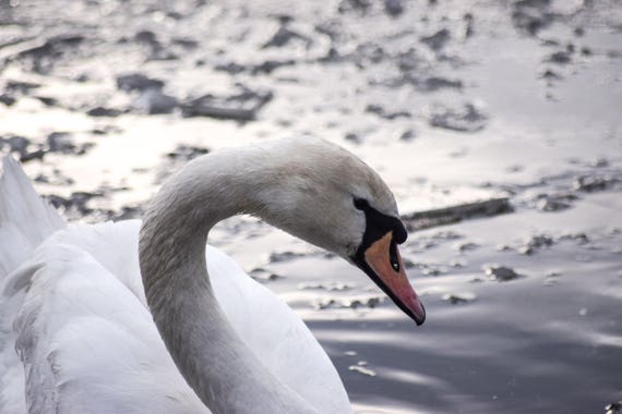 Swan Photography, Swan On Ice Lake, Winter Photography, Winter Print, swan art, swan decor, swan print, pond photography, fine art photo