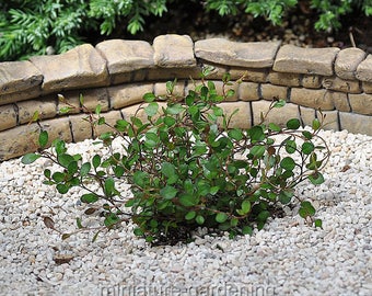 Muehlenbeckia axillaris mini-leaf, Compact, Fairy Vine for Miniature Garden, Fairy Garden