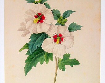 Botanical Print - Hybiscus syriacus - Redoute 1979 Vintage Flowers Book Plate p140