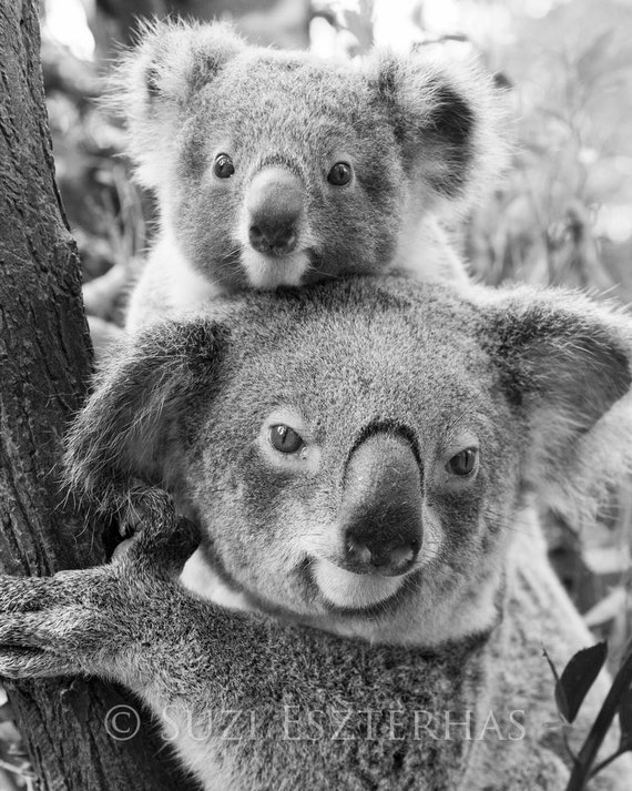 Koala baby and mom photo black and white mom and baby Koala baby and mom photo black and white mom and baby