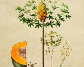 Papaya, Papaya Print, Kitchen Wall Art, Art Print, Vintage Fruit Print, Flower Decor, Fruit Wall Art, Kitchen Decor, Antique Print