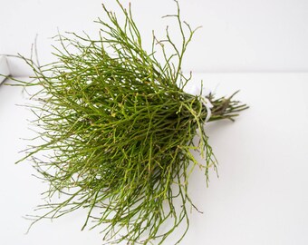 The branches of bilberry, natural material, home decoration. rustic style, material for compositions