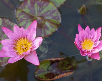 Pink Water Lillies Photo