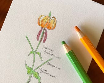 Tiger Lily, Original Drawing
