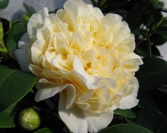 Jurys Yellow Camellia - Live Plant - Trade Gallon Pot