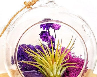 DIY Crystal Air Plant Terrarium Kit ~ Includes 4.5 Clear Glass Hanging Terrarium, accessories, and Live Tillandsia Plant / Perfect Gift!