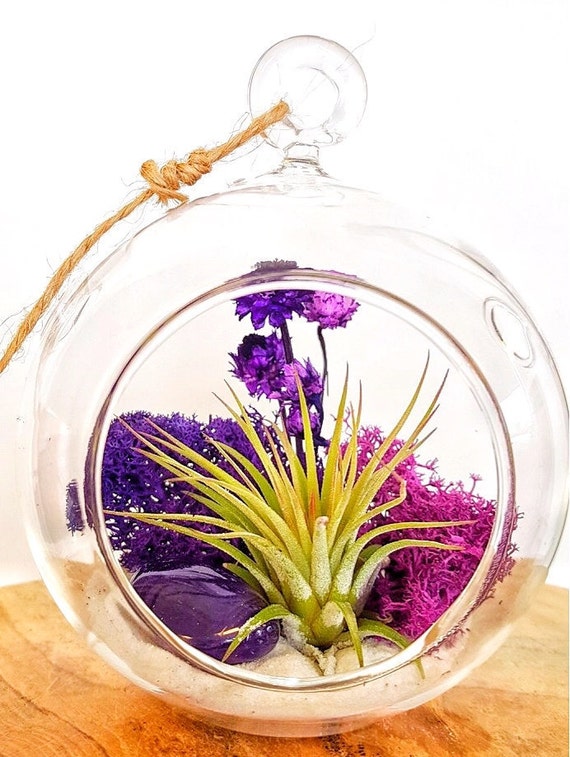 Diy Crystal Air Plant Terrarium Kit Includes 4 5 Clear Glass Diy Crystal Air Plant Terrarium Kit Includes 4 5 Clear Glass Hanging Accessories And Live Tillandsia Perfect Gift