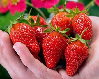 100 seeds Toscana strawberry