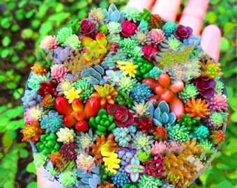 100pcs Real Mini Succulent Cactus Seeds Rare Succulent Perennial Herb Plants Bonsai Pot Flower Seeds Indoor Plant for Home