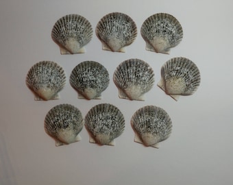 Genuine Scallop Shells - From Crystal River, FLorida - Freshly Caught by me - Shells - Seashells - Grey Seashells - 10 Natural Shells #105