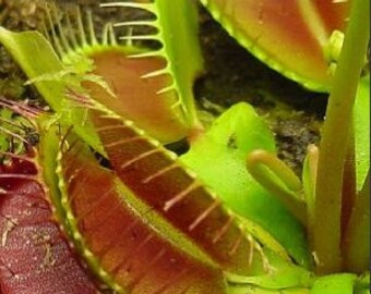1 - Venus Fly Trap FREE SHIPPING!
