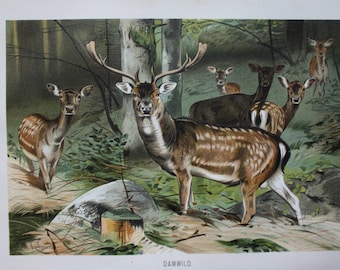 old antique print fallow deer 1895
