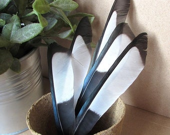 Black & White Magpie Feathers (Ethically Sourced)