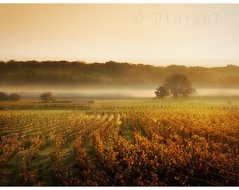 Color photo print: the fields of the vine