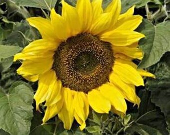 ASUD)~IRISH EYES Sunflower~Seeds!!~~~18" of Radiance!