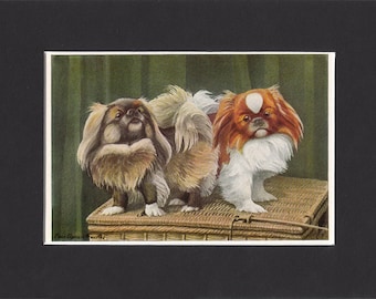 Pekingese 1919 Vintage Dog Print by Louis Agassiz Fuertes Small Peke Painting Print Mounted with Mat Pekingese Print