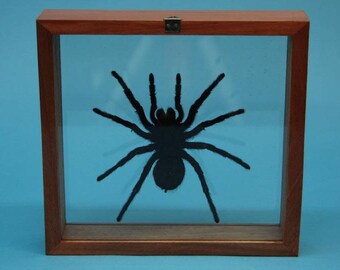 Framed Tarantula (1237-10)