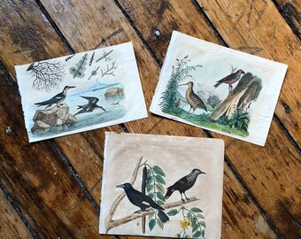 1835 ANTIQUE BIRD ENGRAVINGS - set of 3 bird prints - original antique hand colored engravings - song birds water birds by Guerin