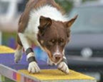 CLEARANCE Dog Stopper Pad (carpal pad) Protectors. Avoid Injuries - SAVE on Vet Bills