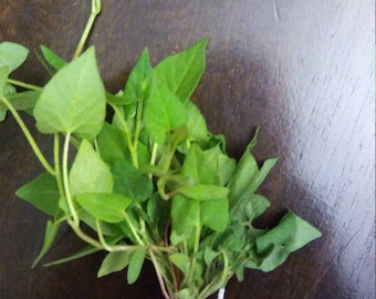 Hermit Crab Food Wild Micro Greens: Buckwheat all-natural pet food