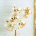 Gold Star Confetti Filled Balloons -5 Pack- Christmas Decorations | Festive Decor | Holiday Decoration | NYE Party | Birthday | Anniversary