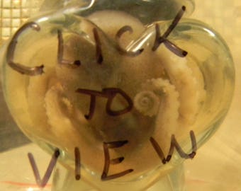 small Heart Jar Real preserved baby octopus taxidermy wet specimen Mature Oddities SALE!