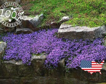 100 + CREEPING THYME GROUDCOVER seeds || Perennial Herb | Flower Seeds | Lavendar Falls