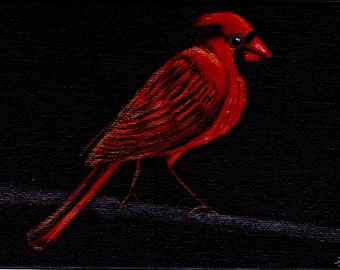 Northern cardinal by Lauren Bridgstock