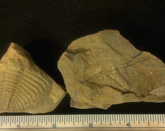2 Trilobite Coronocephalus parts (3B)