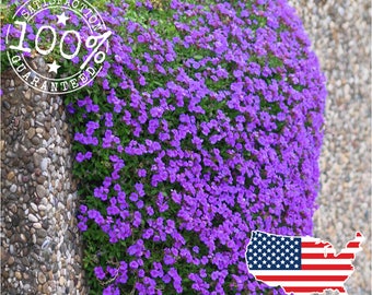 50 Purple Rockcress Seeds || Perennial Groundcover Aubrieta Seeds || Cascading Colorful Flower - Low Maintenance - Non gmo USA