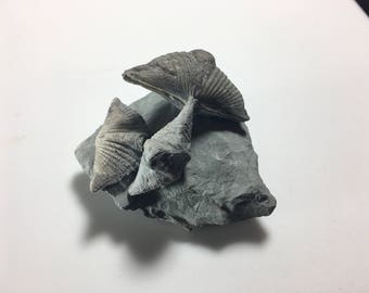 Brachiopod Fossil Mucrospirifer