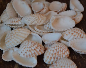 Brown and White Cardita Shells, Florida Shells, Sanibel Island (3/4 - 1 1/4") |20 Pieces