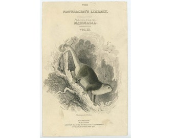 1839 MARSUPIAL BEAR ENGRAVING - original antique print - animal print - phalangista ursina