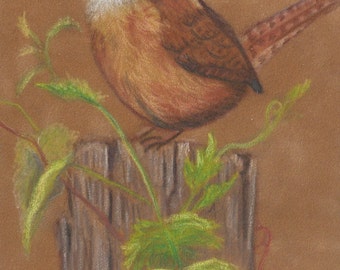 Carolina Wren