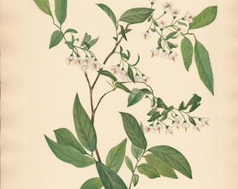 1925 Wildflower Botanical Antique Print