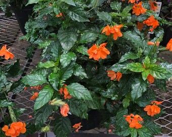 Crossandra infundibuliformis - Orange Marmalade - Beautiful and Bushy