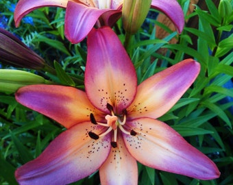 Royal Sunset Lily Flower Bulbs Purple-Pink &Peach will bloom this spring/summer. Hardy zones: 3-9; easy to grow perennial, will multiply!!