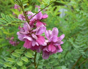 Indigofera Tinctoria, Indigo Seeds, Organic, Natural Dye, Natural Coloring, 10 - 100 seeds