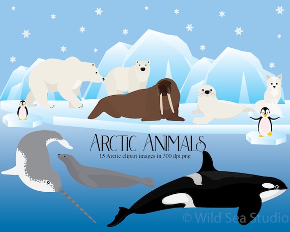 Arctic Animals clipart Polar Bear Walrus penguin narwhal