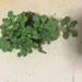 Live Antennaria (Pussy Toes) Plants for Garden, Terrarium, Fairy or Rock Garden